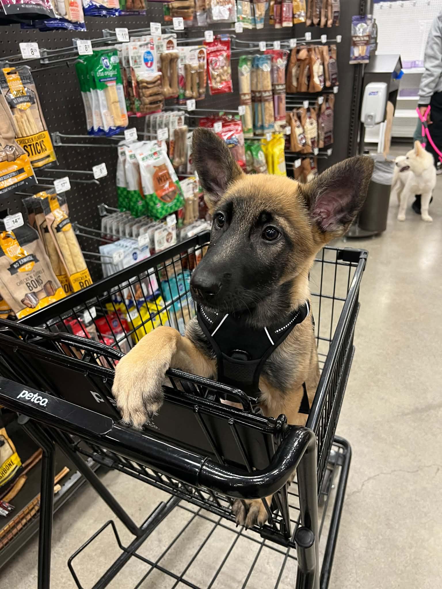 Enlarge Zeni, a Adopted Belgian Shepherd / Malinois in Vancouver, WA image 4/6