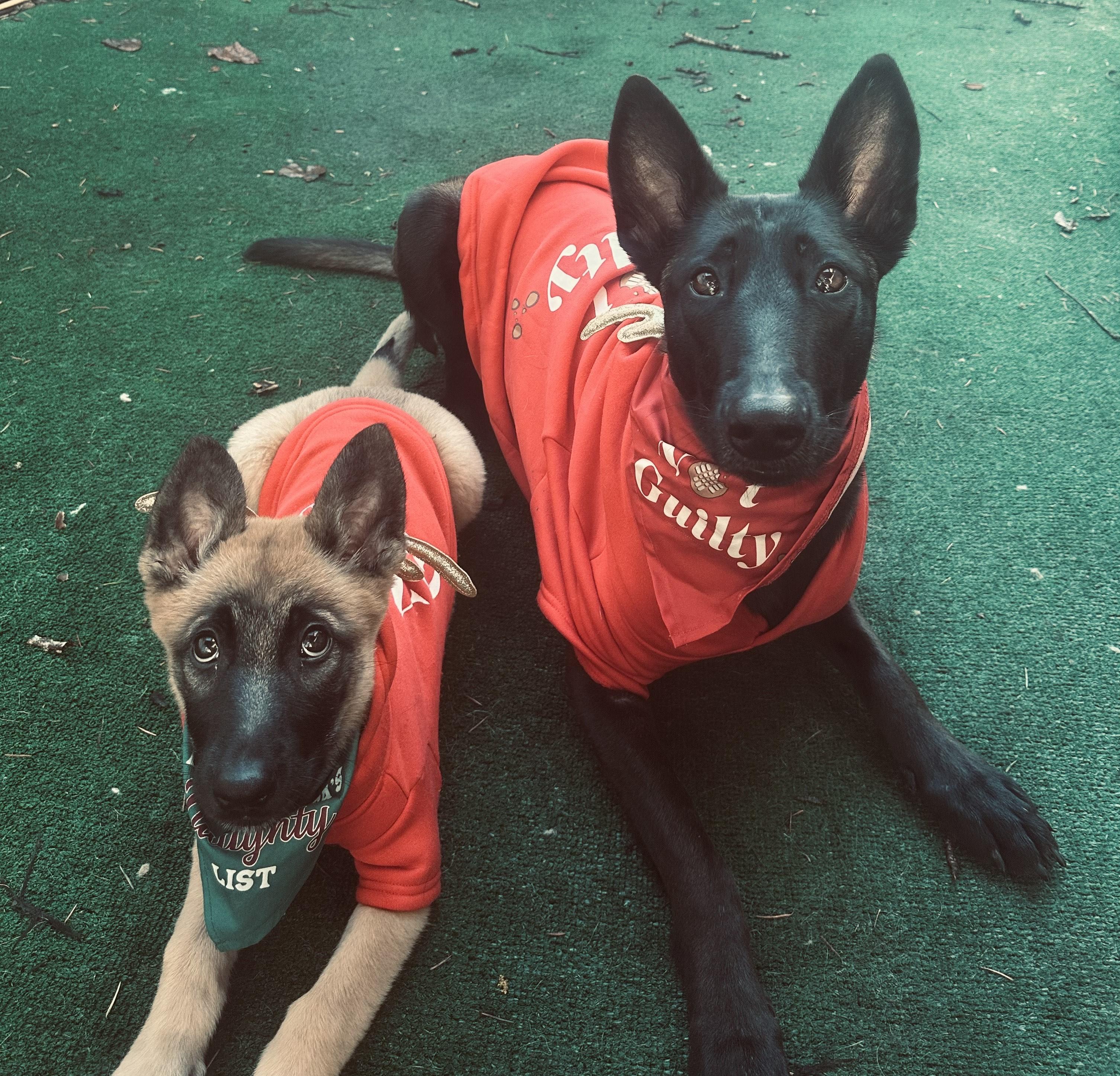 Enlarge Zeni, a Adopted Belgian Shepherd / Malinois in Vancouver, WA image 5/6