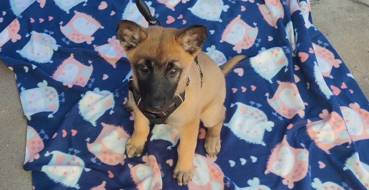 Enlarge Zeni, a Adopted Belgian Shepherd / Malinois in Vancouver, WA image 6/6