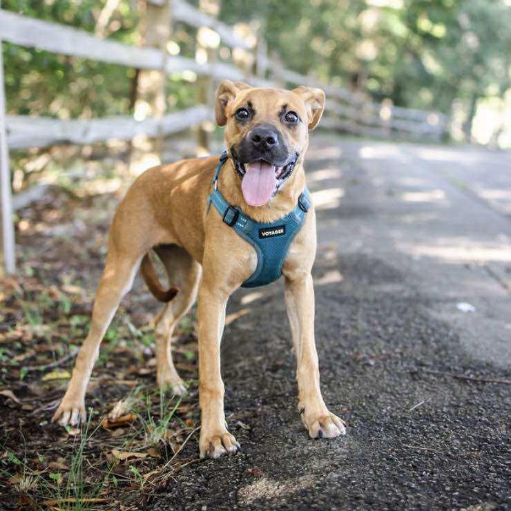 Charlie, Baby Female Black Mouth Cur