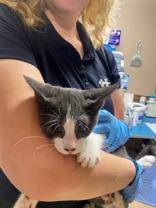 Zigzag, Adopted, Young Male Domestic Short Hair.