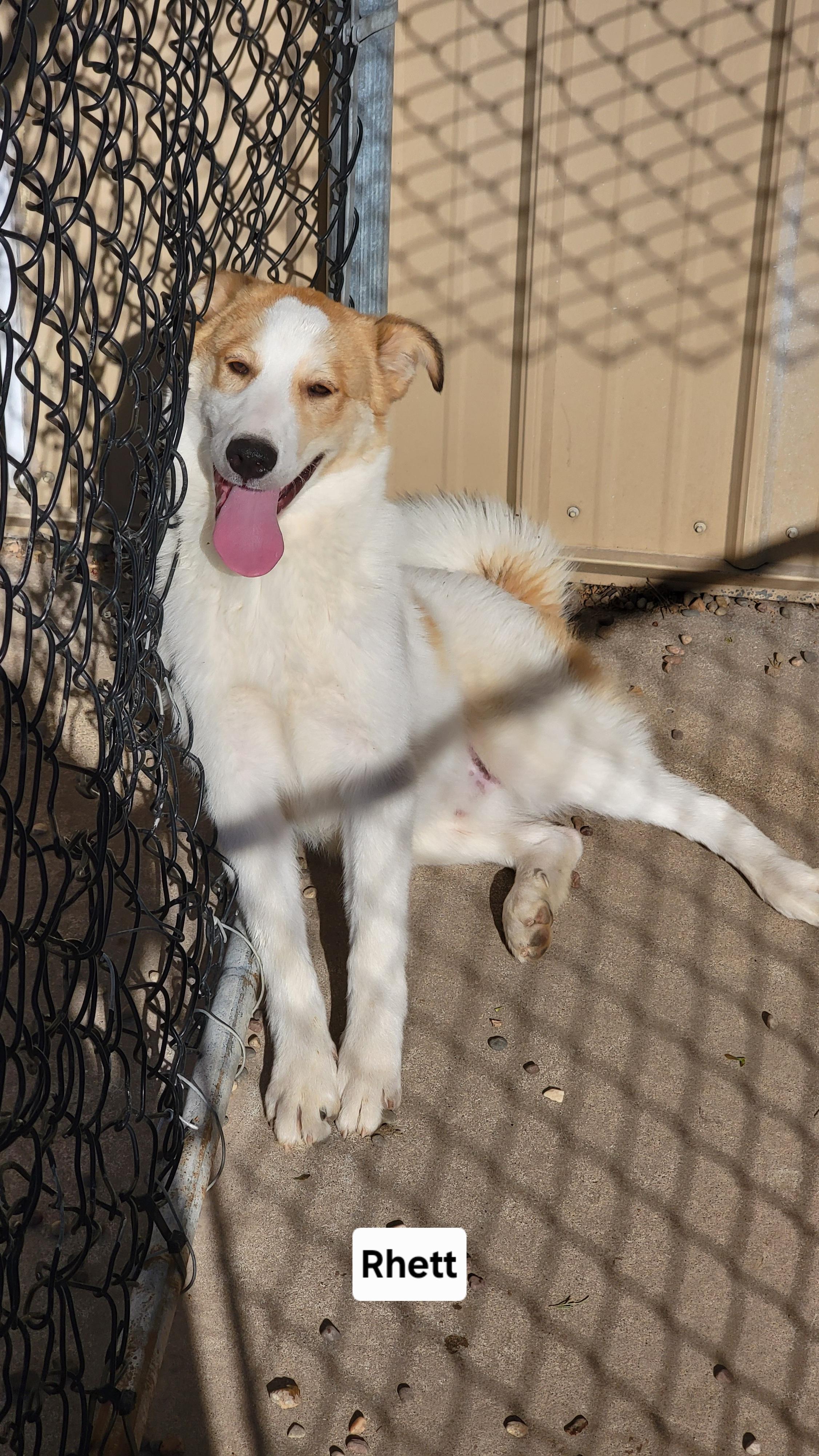 Rhett photo 4