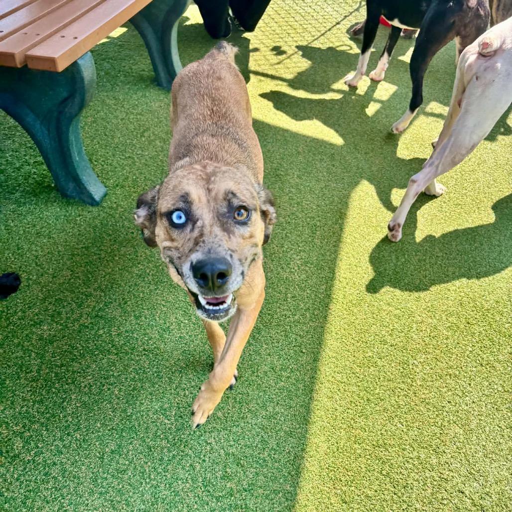Brandy, Adoptable, Adult Female Australian Shepherd & Mixed Breed.