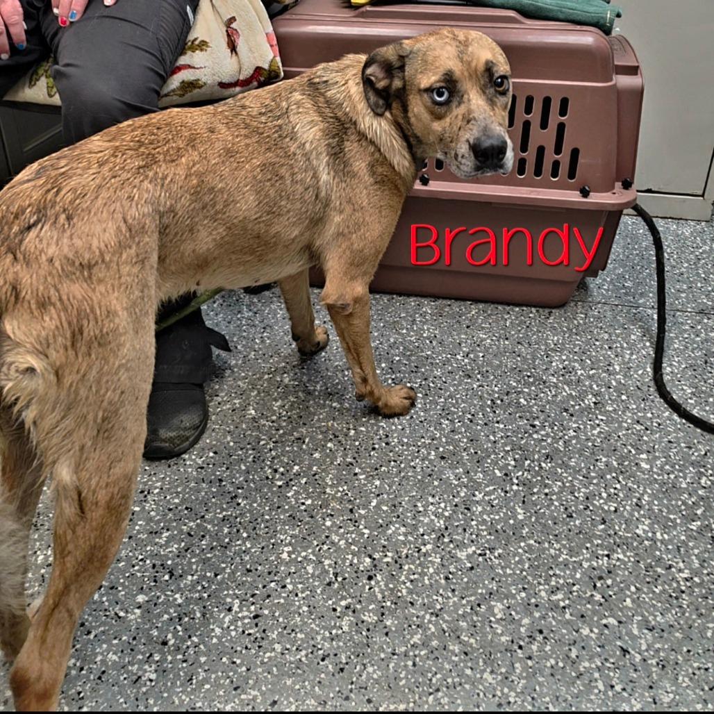 Enlarge Brandy, a Adoptable mixed breed in Parkersburg, WV image 2/2