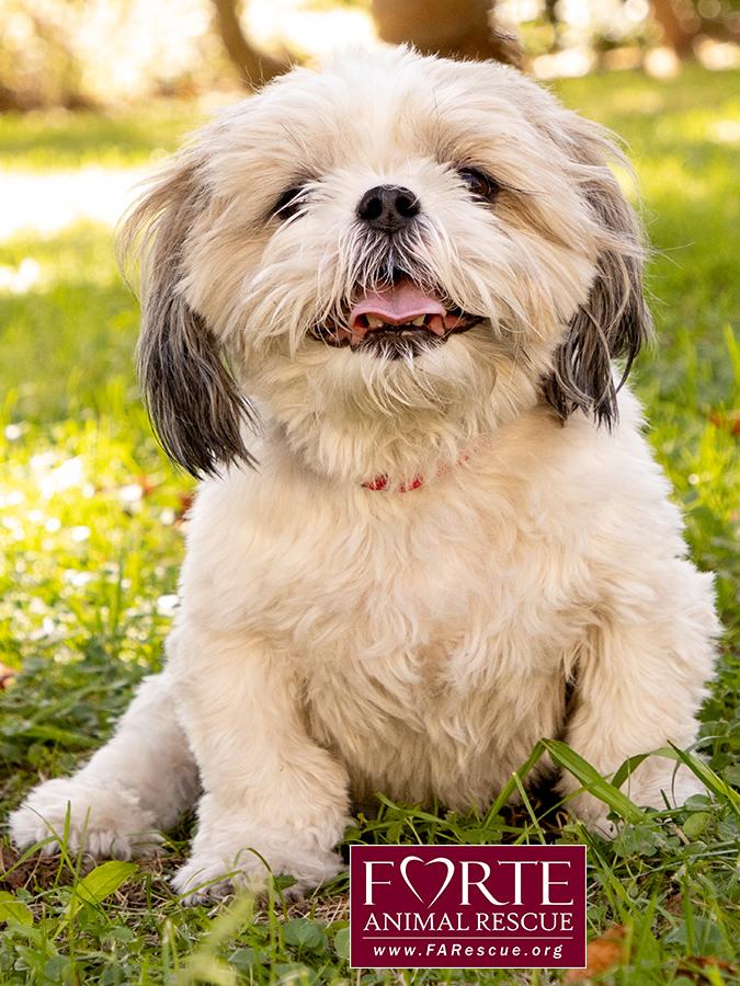 Enlarge Magic, a Adoptable Shih Tzu in Marina Del Rey, CA image 5/6
