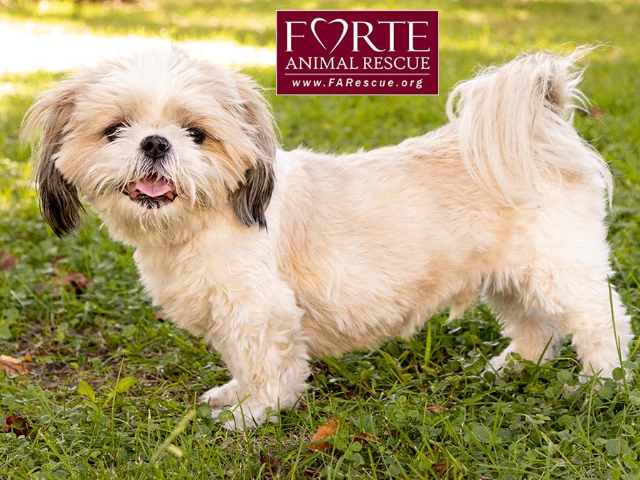 Enlarge Magic, a Adoptable Shih Tzu in Marina Del Rey, CA image 2/6