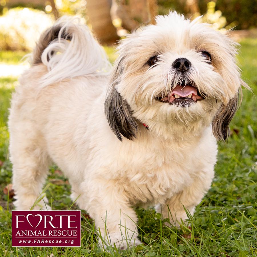 Magic, Adoptable, Adult Male Shih Tzu.