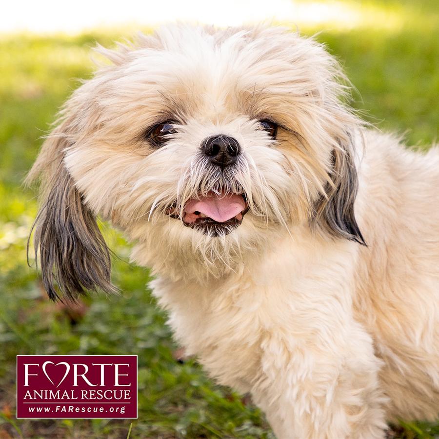 Enlarge Magic, a Adoptable Shih Tzu in Marina Del Rey, CA image 3/6