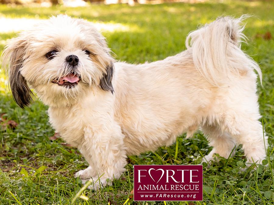 Enlarge Magic, a Adoptable Shih Tzu in Marina Del Rey, CA image 4/6