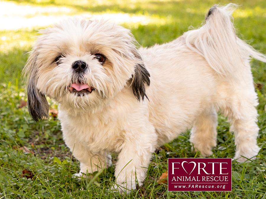 Enlarge Magic, a Adoptable Shih Tzu in Marina Del Rey, CA image 6/6