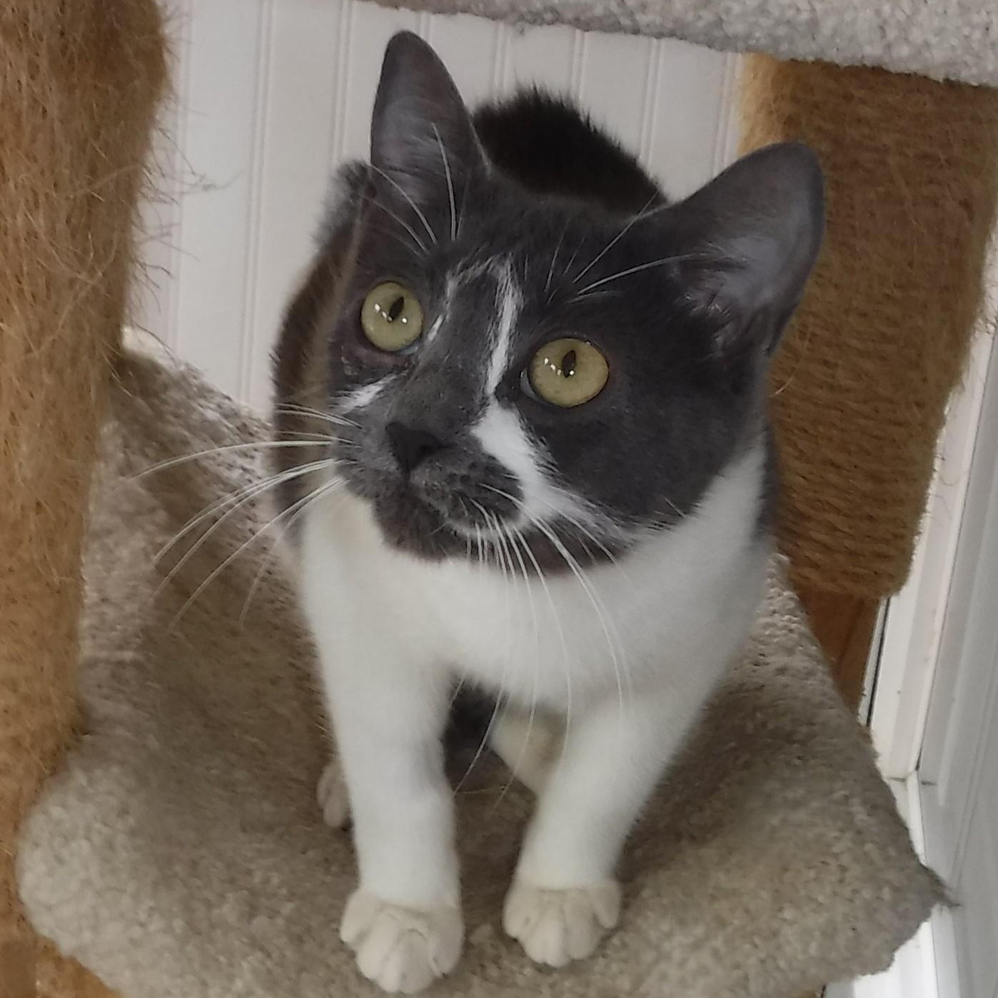 Enlarge Zephyr - World's Sweetest Cat, an adopted Tabby in Hoquiam, WA image 4/5