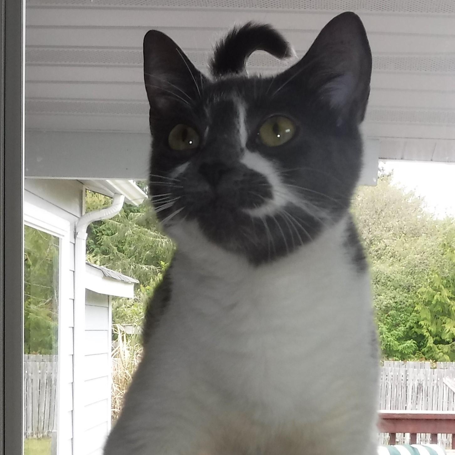 Enlarge Zephyr - World's Sweetest Cat, an adopted Tabby in Hoquiam, WA image 5/5