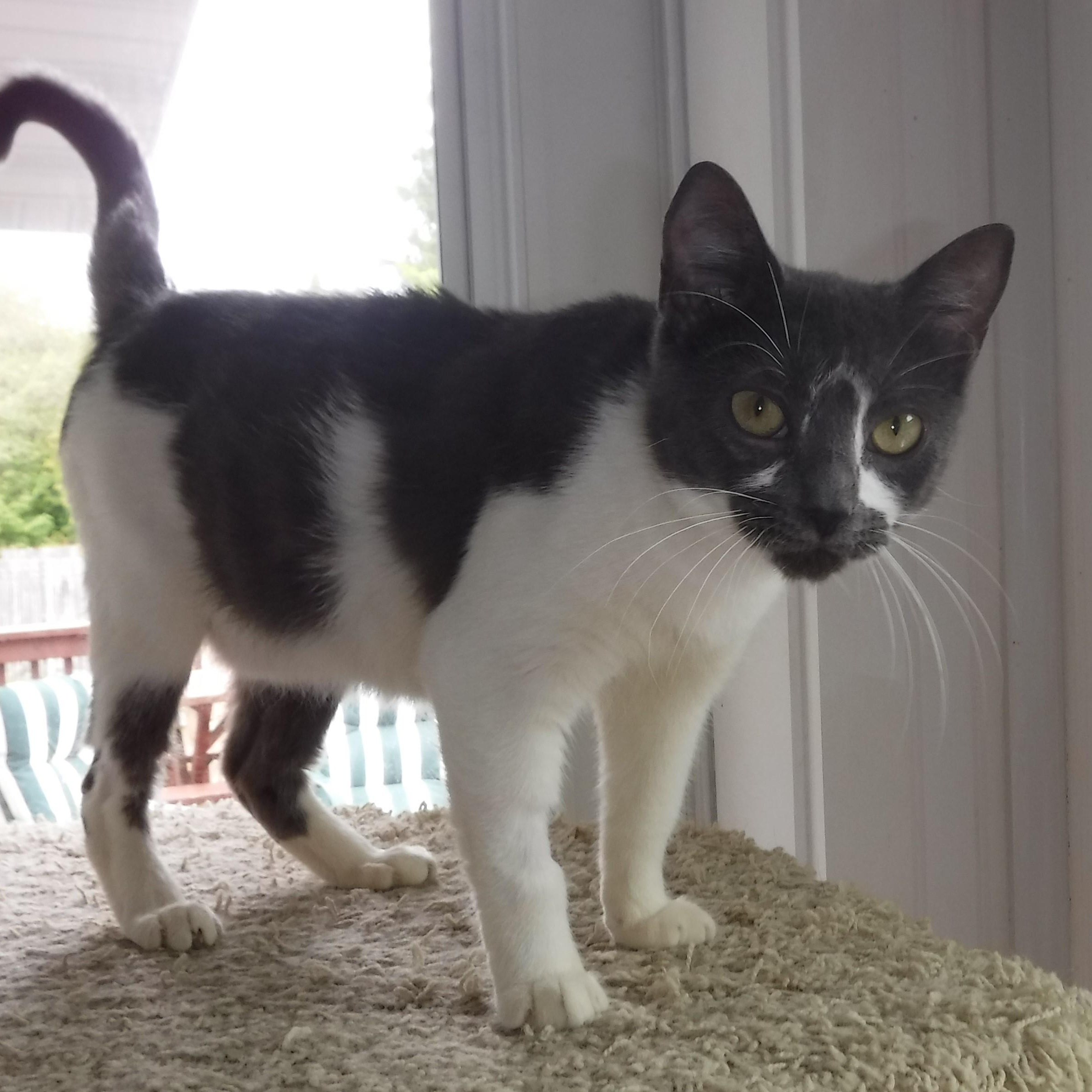 Enlarge Zephyr - World's Sweetest Cat, an adopted Tabby in Hoquiam, WA image 1/5