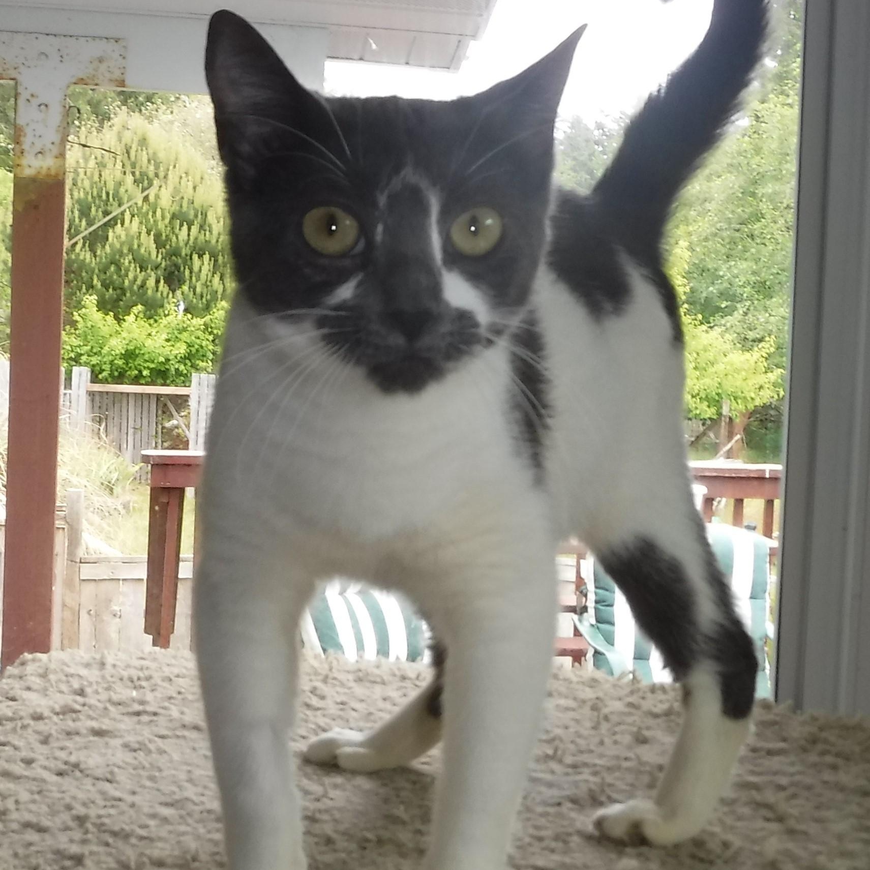 Enlarge Zephyr - World's Sweetest Cat, an adopted Tabby in Hoquiam, WA image 3/5