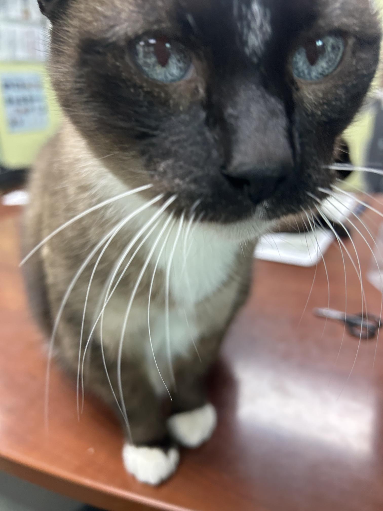Enlarge Mr. Kite, an adoptable Domestic Short Hair in Homer, AK image 4/4