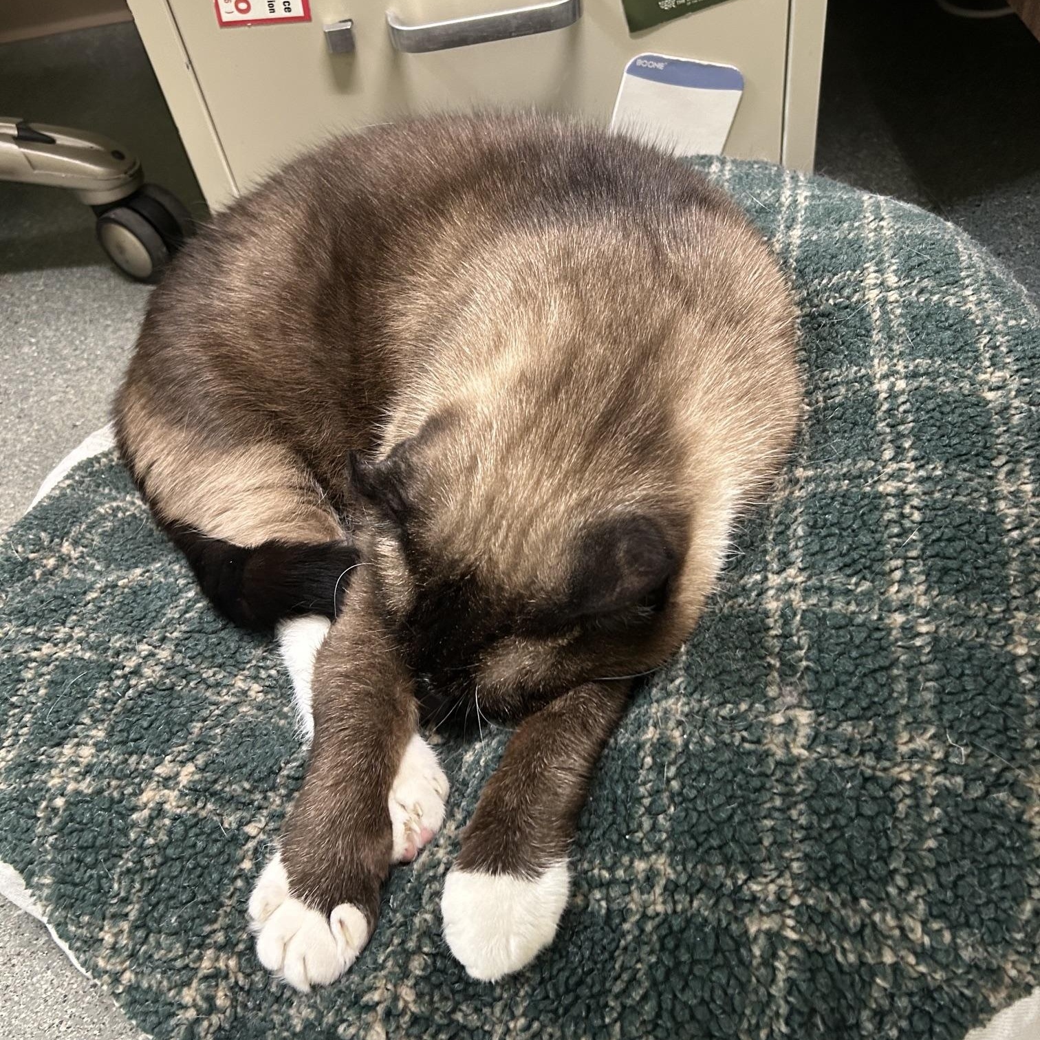 Enlarge Mr. Kite, an adoptable Domestic Short Hair in Homer, AK image 3/4
