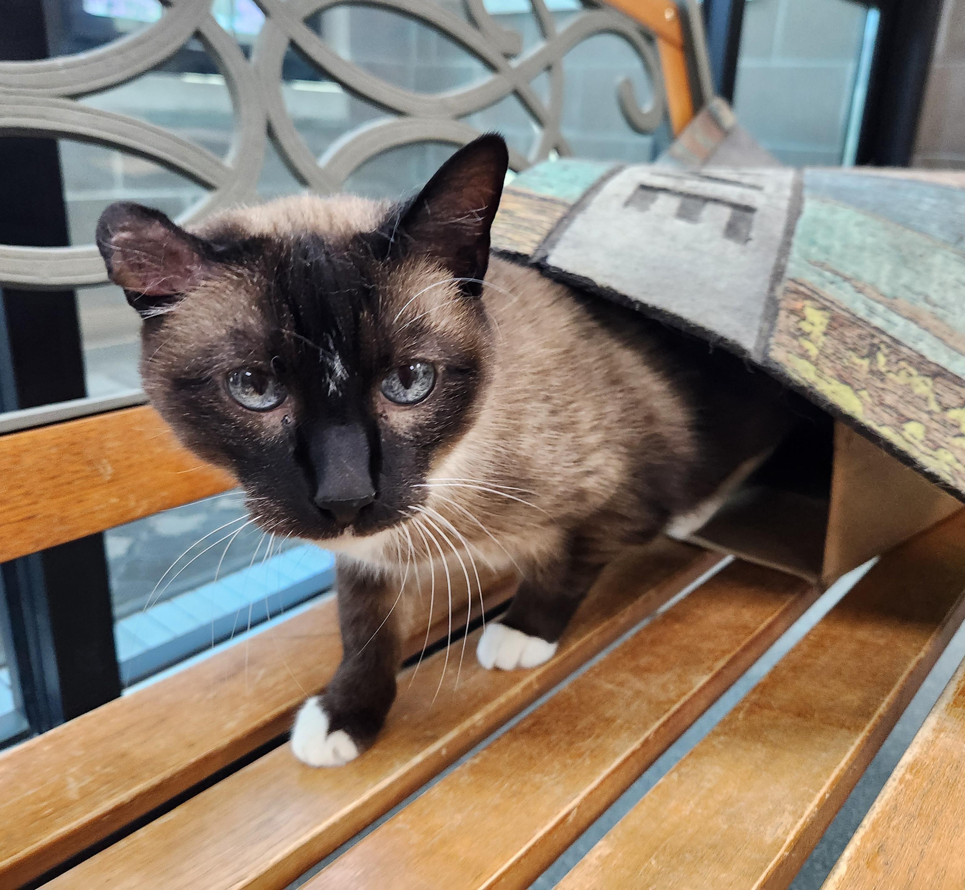 Enlarge Mr. Kite, an adoptable Domestic Short Hair in Homer, AK image 1/4