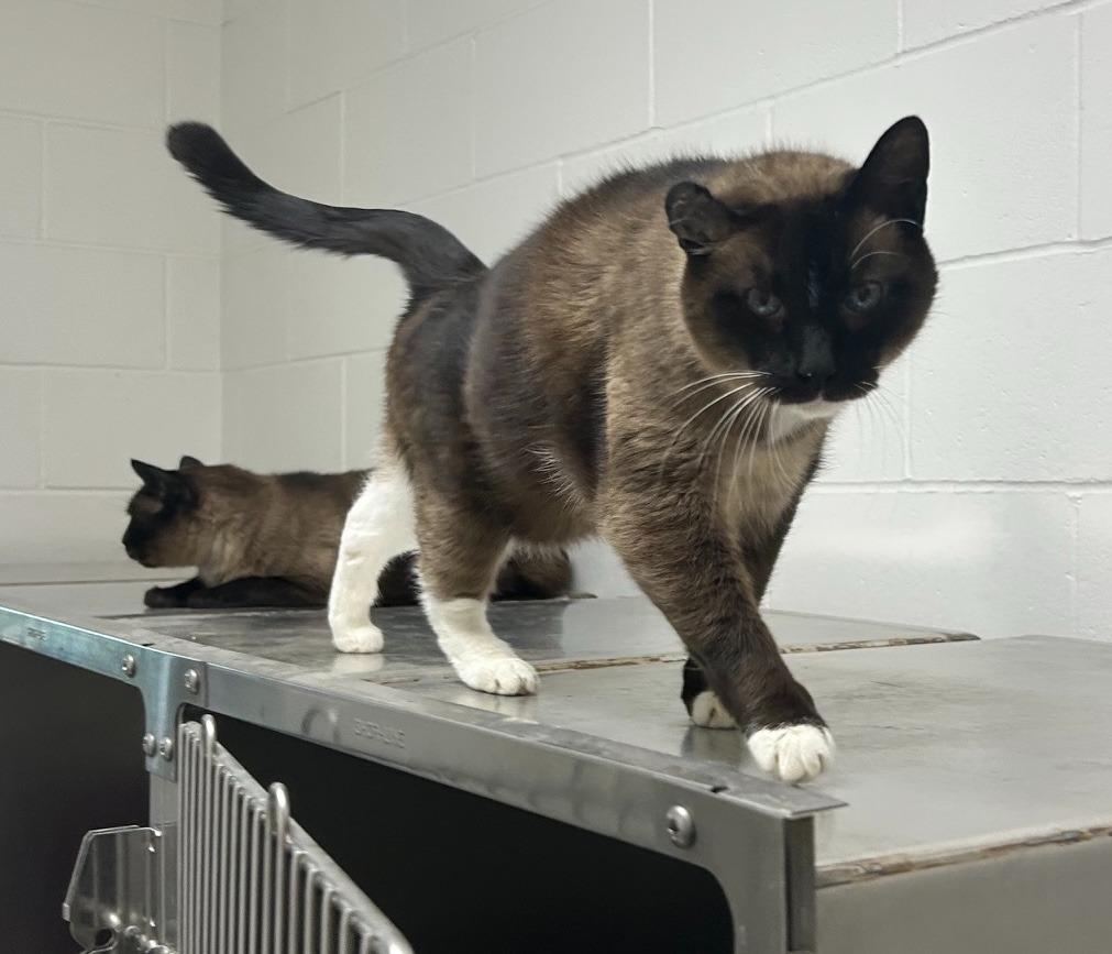 Enlarge Mr. Kite, an adoptable Domestic Short Hair in Homer, AK image 2/4