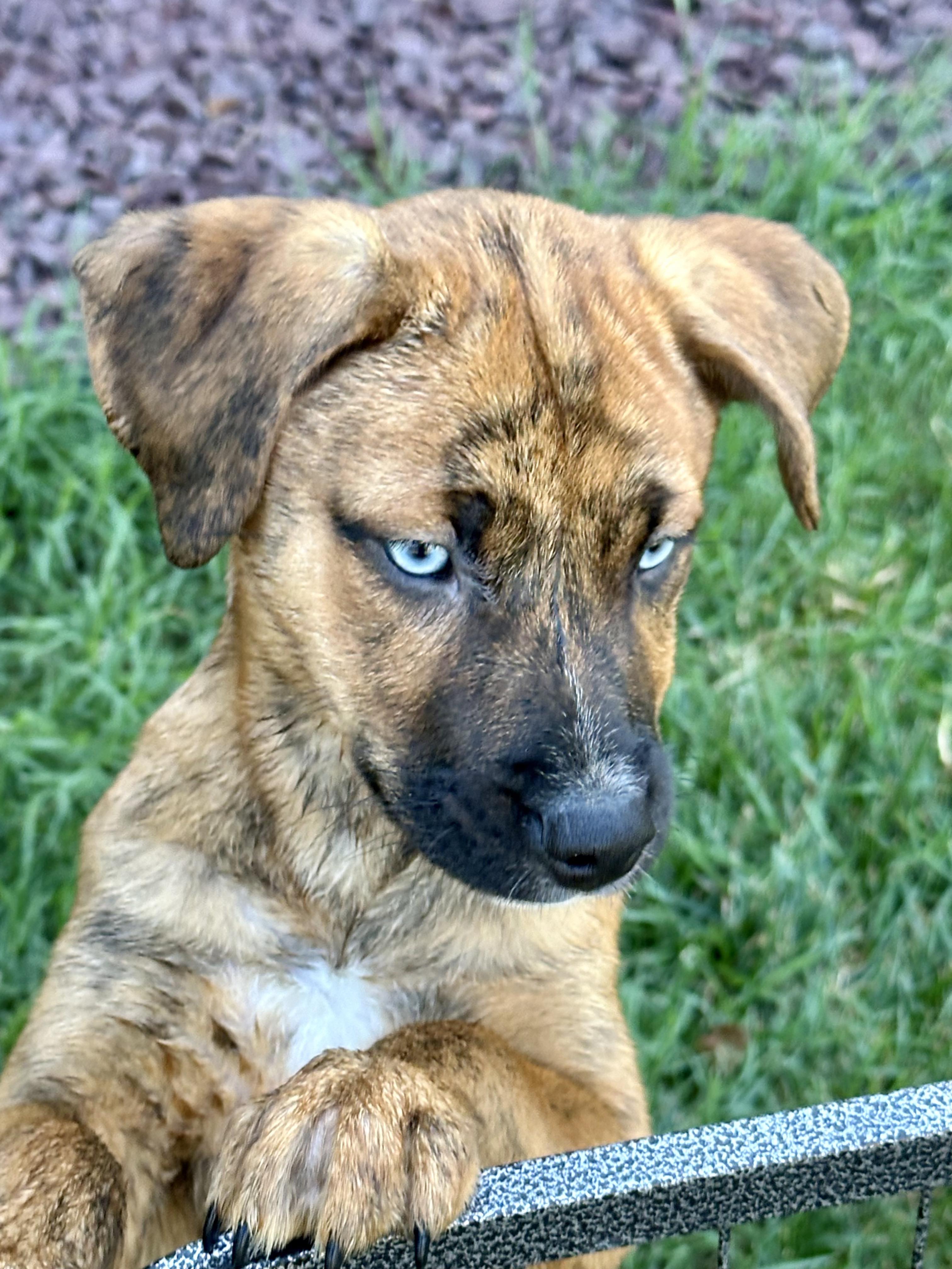 Daisy, a Adopted mixed breed in Richmond, KY image 3/4