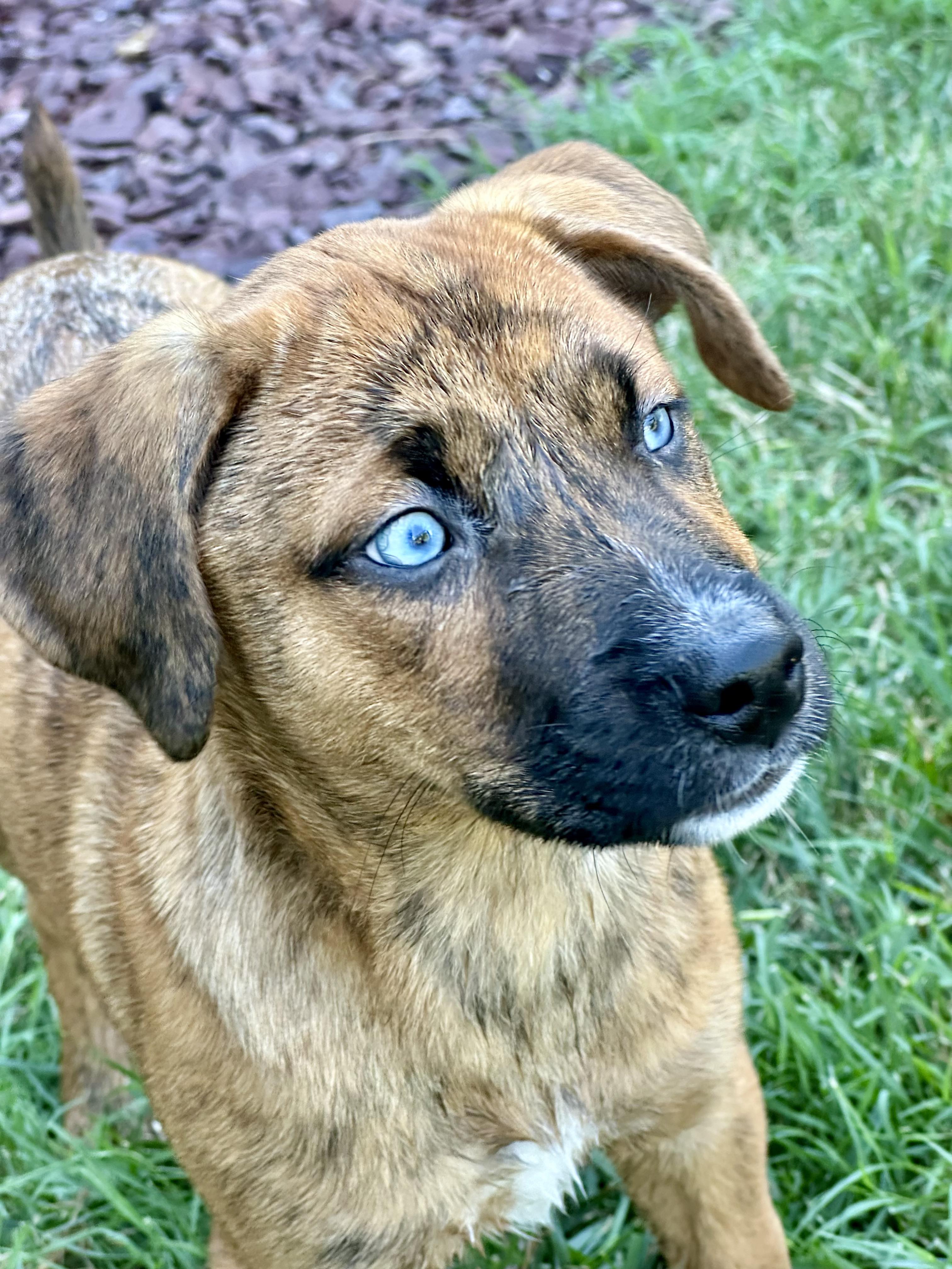 Daisy, a Adopted mixed breed in Richmond, KY image 2/4
