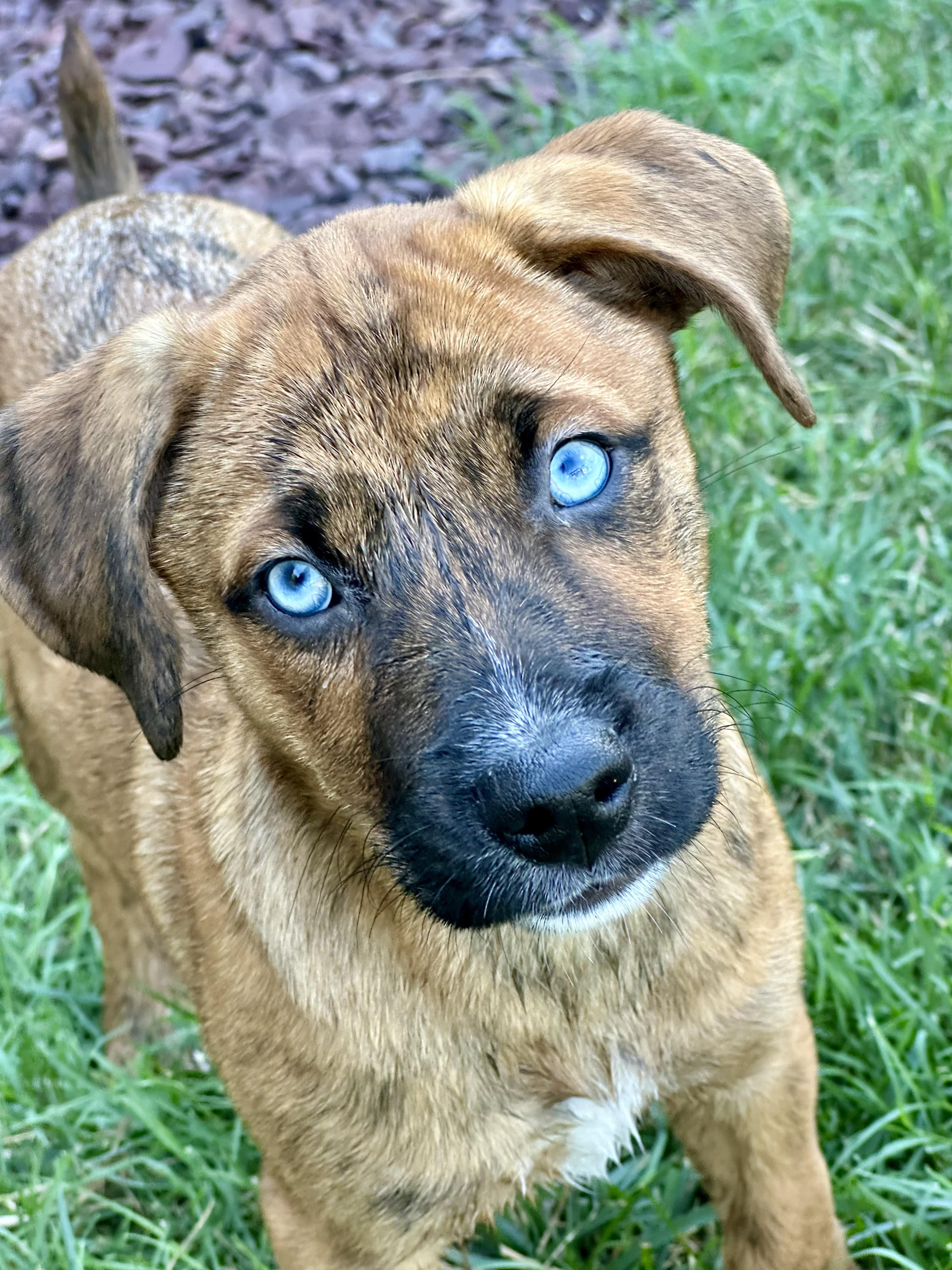 Daisy, a Adopted mixed breed in Richmond, KY image 1/4