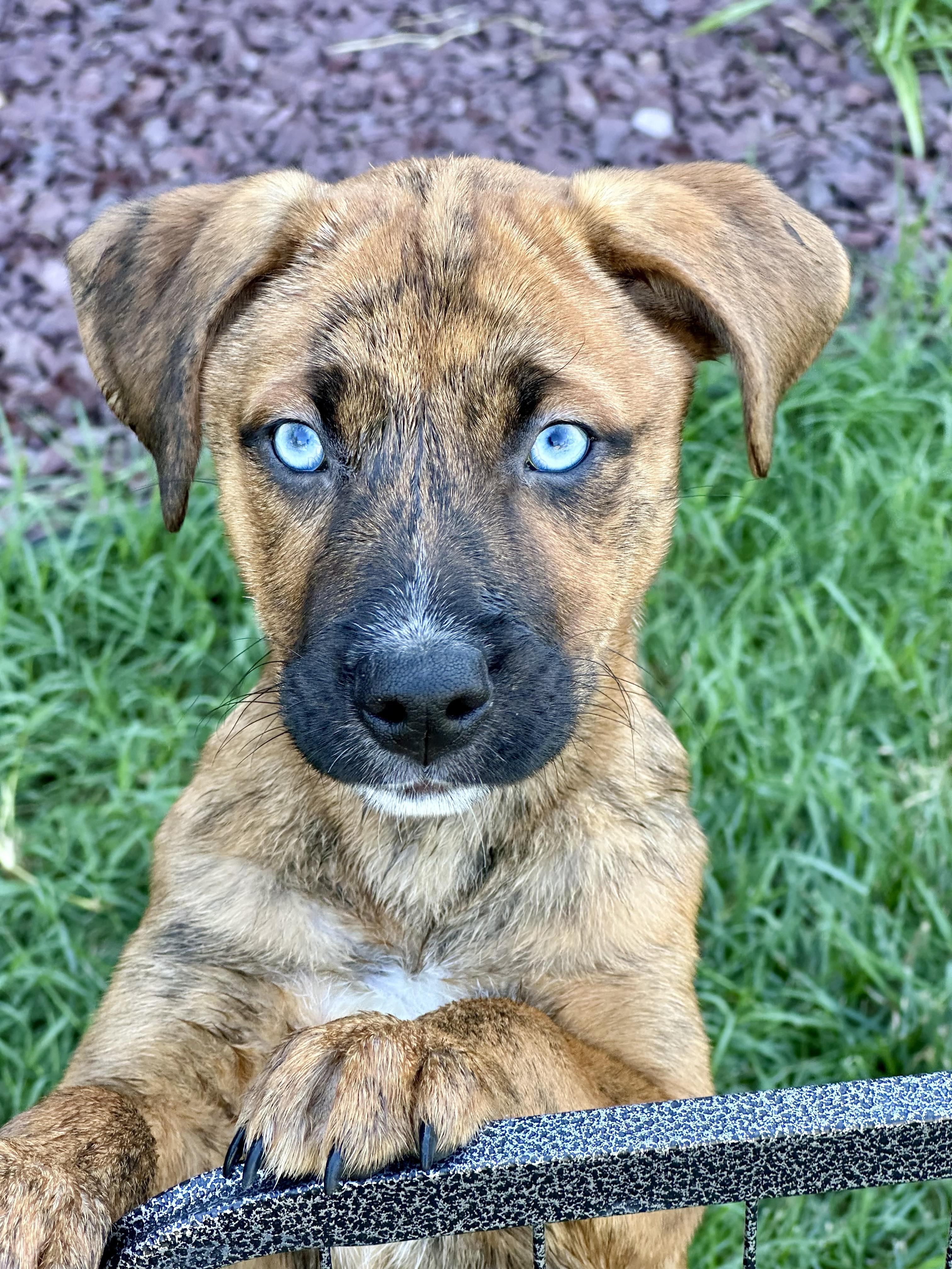 Daisy, a Adopted mixed breed in Richmond, KY image 4/4
