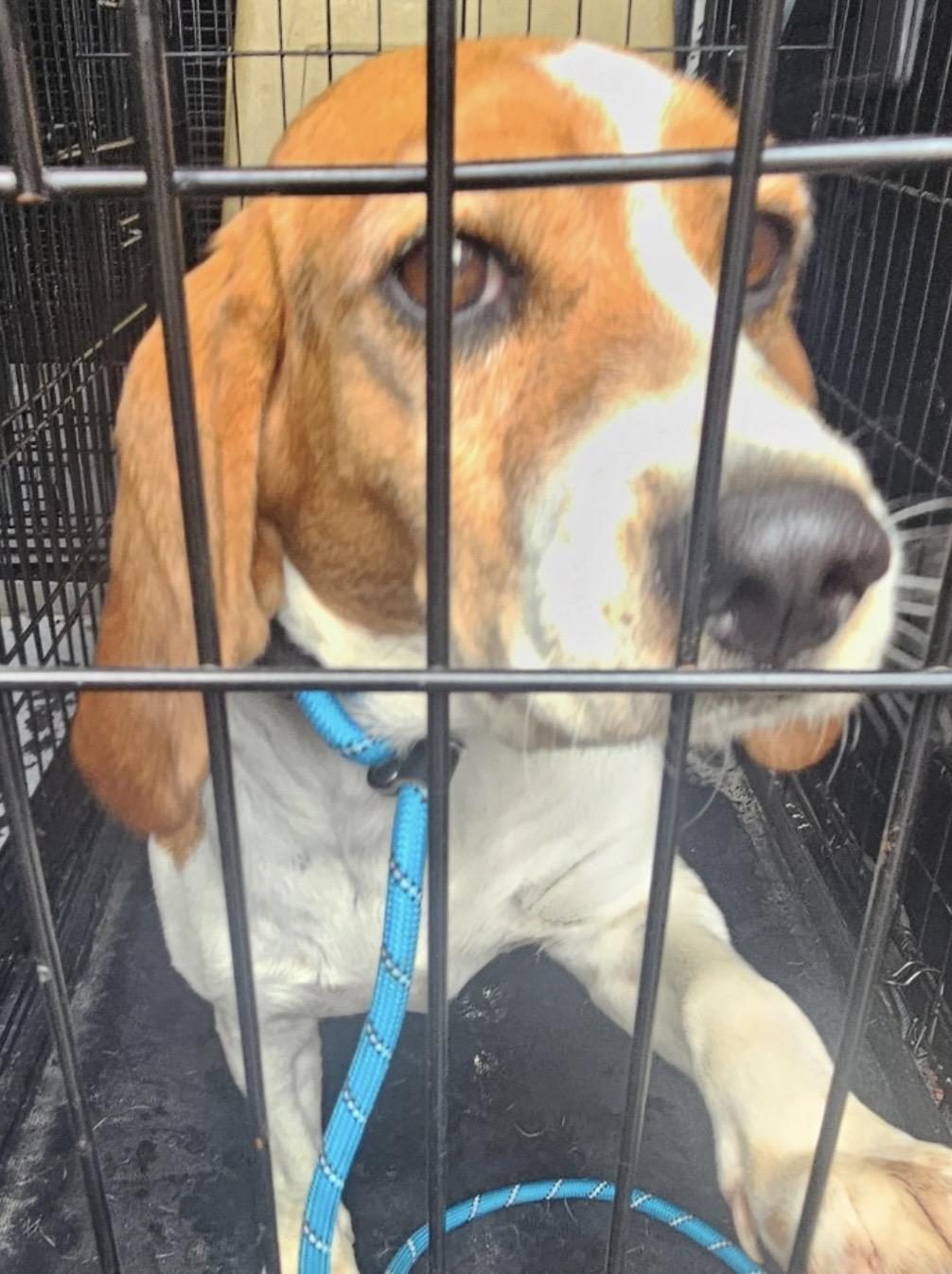Teel ADOPTED, an adopted Beagle in Canton, OH image 2/2
