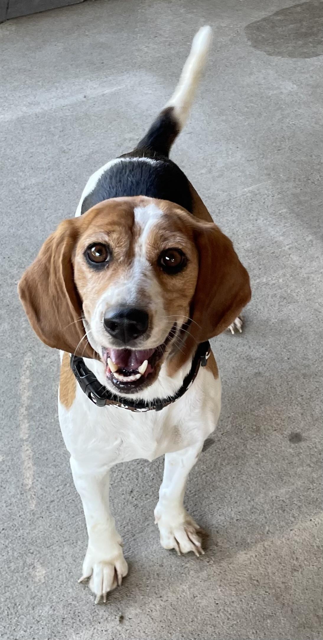 Teel ADOPTED, adopted, Young Female Beagle.