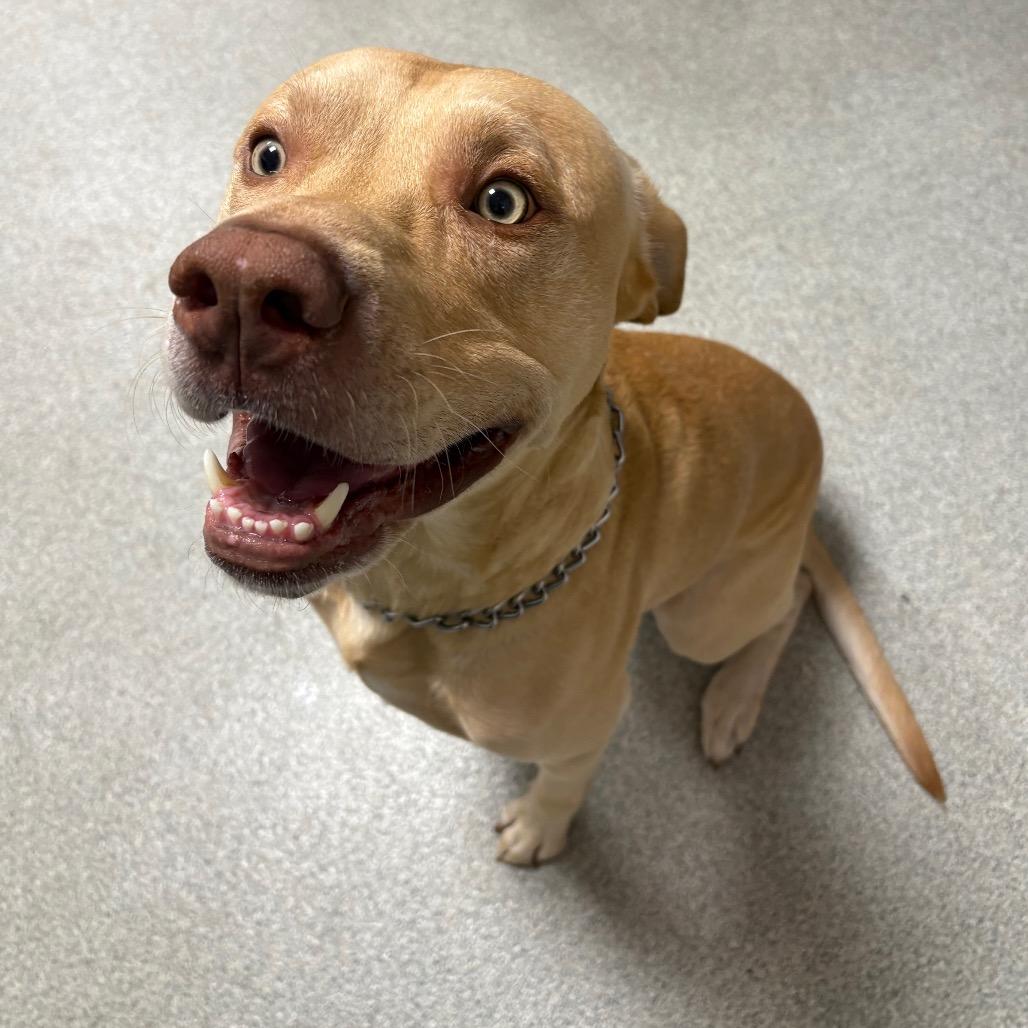 Enlarge Austin, a Adoptable mixed breed in Gainesville, FL image 1/5