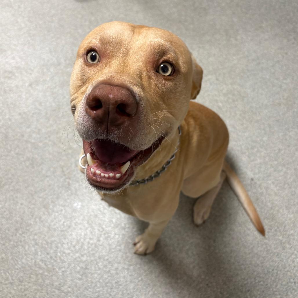 Enlarge Austin, a Adoptable mixed breed in Gainesville, FL image 2/5