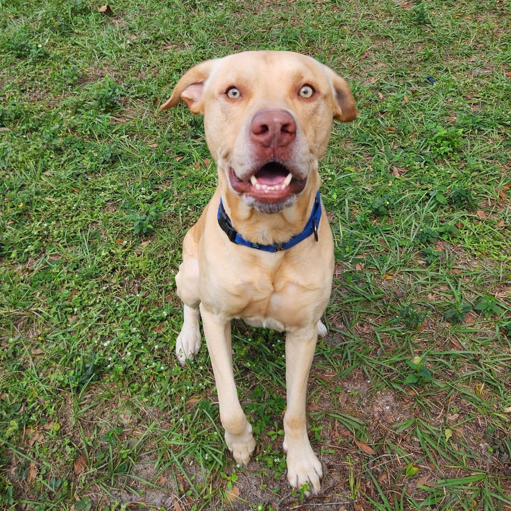Enlarge Austin, a Adoptable mixed breed in Gainesville, FL image 3/5