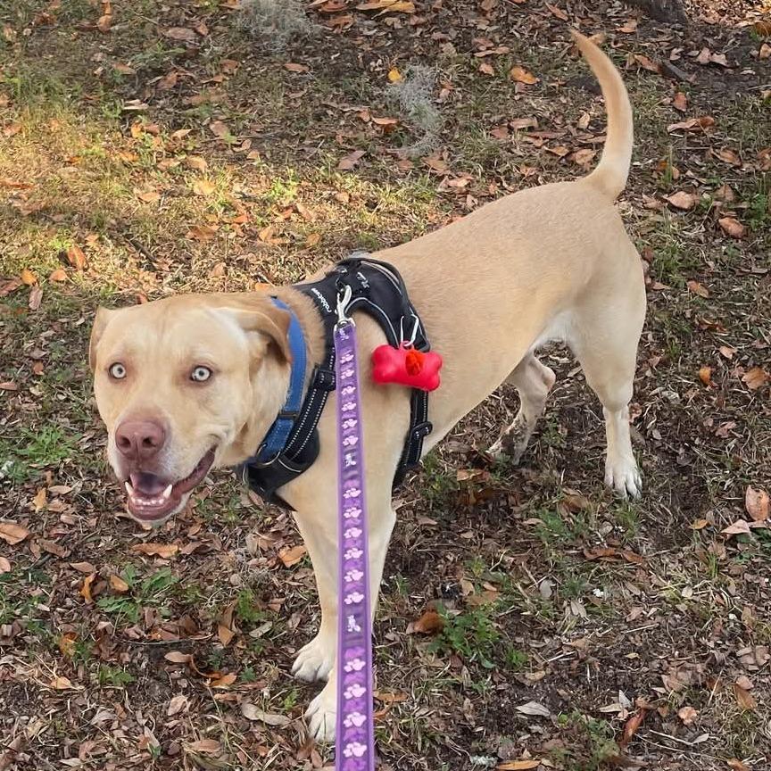 Enlarge Austin, a Adoptable mixed breed in Gainesville, FL image 4/6