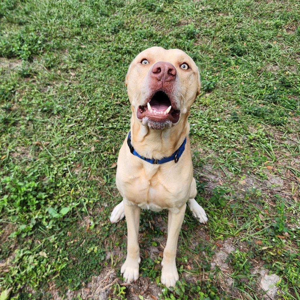 Enlarge Austin, a Adoptable mixed breed in Gainesville, FL image 4/5