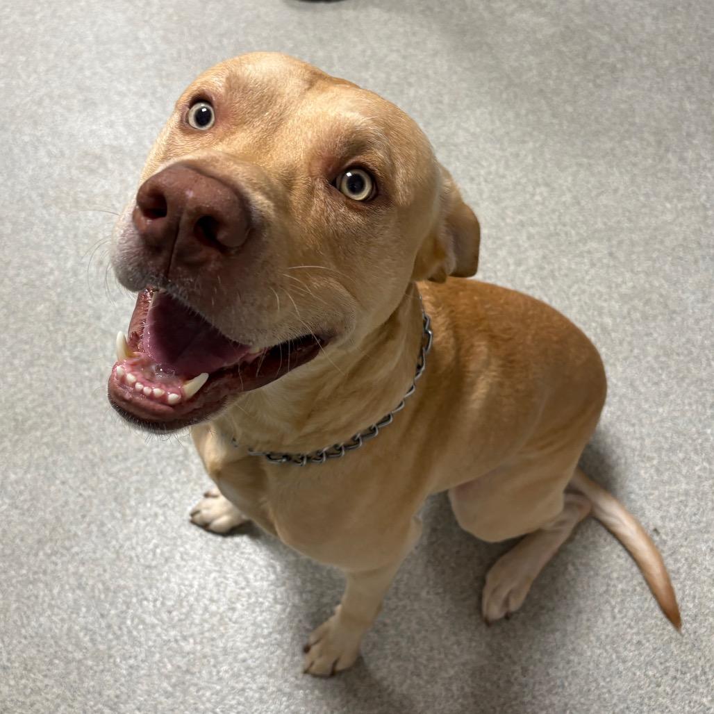 Enlarge Austin, a Adoptable mixed breed in Gainesville, FL image 5/5