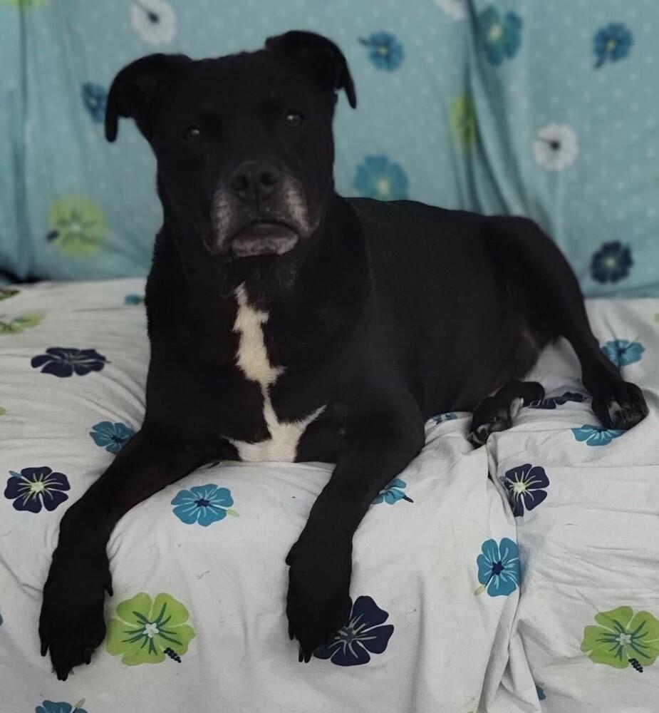Morpheus, Adoptable, Senior Male Labrador Retriever.
