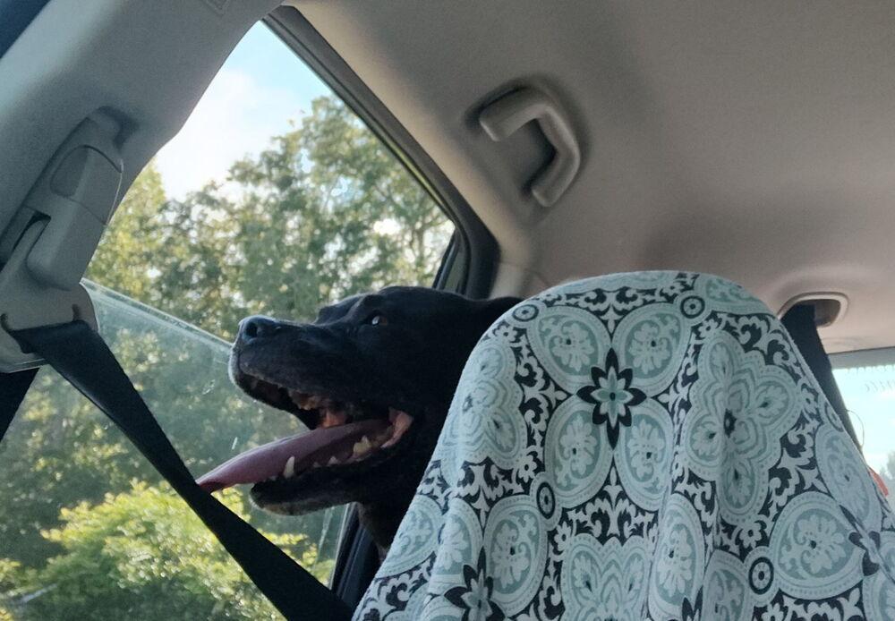 Enlarge Morpheus, a Adoptable mixed breed in Raleigh, NC image 2/3