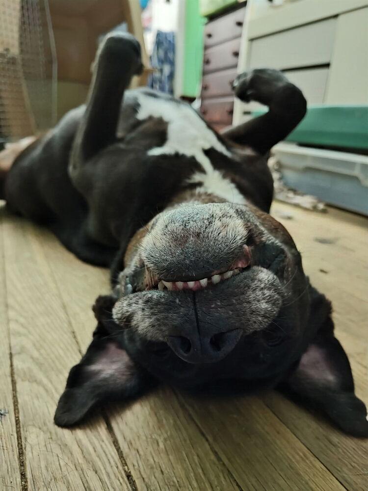Enlarge Morpheus, a Adoptable mixed breed in Raleigh, NC image 3/3