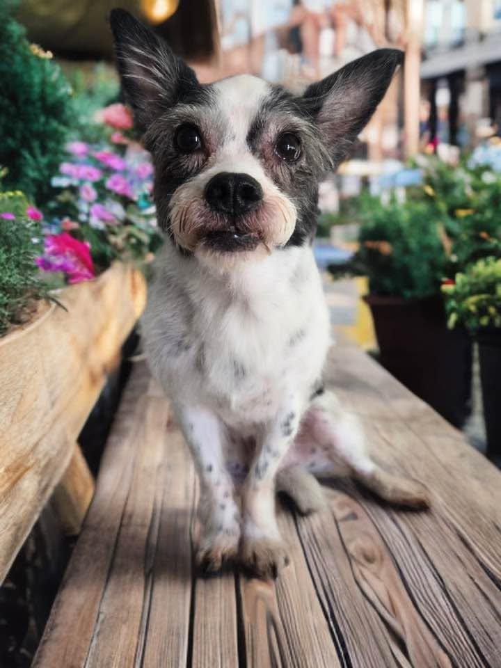 Mr Pepper, Adoptable, Senior Male Terrier.