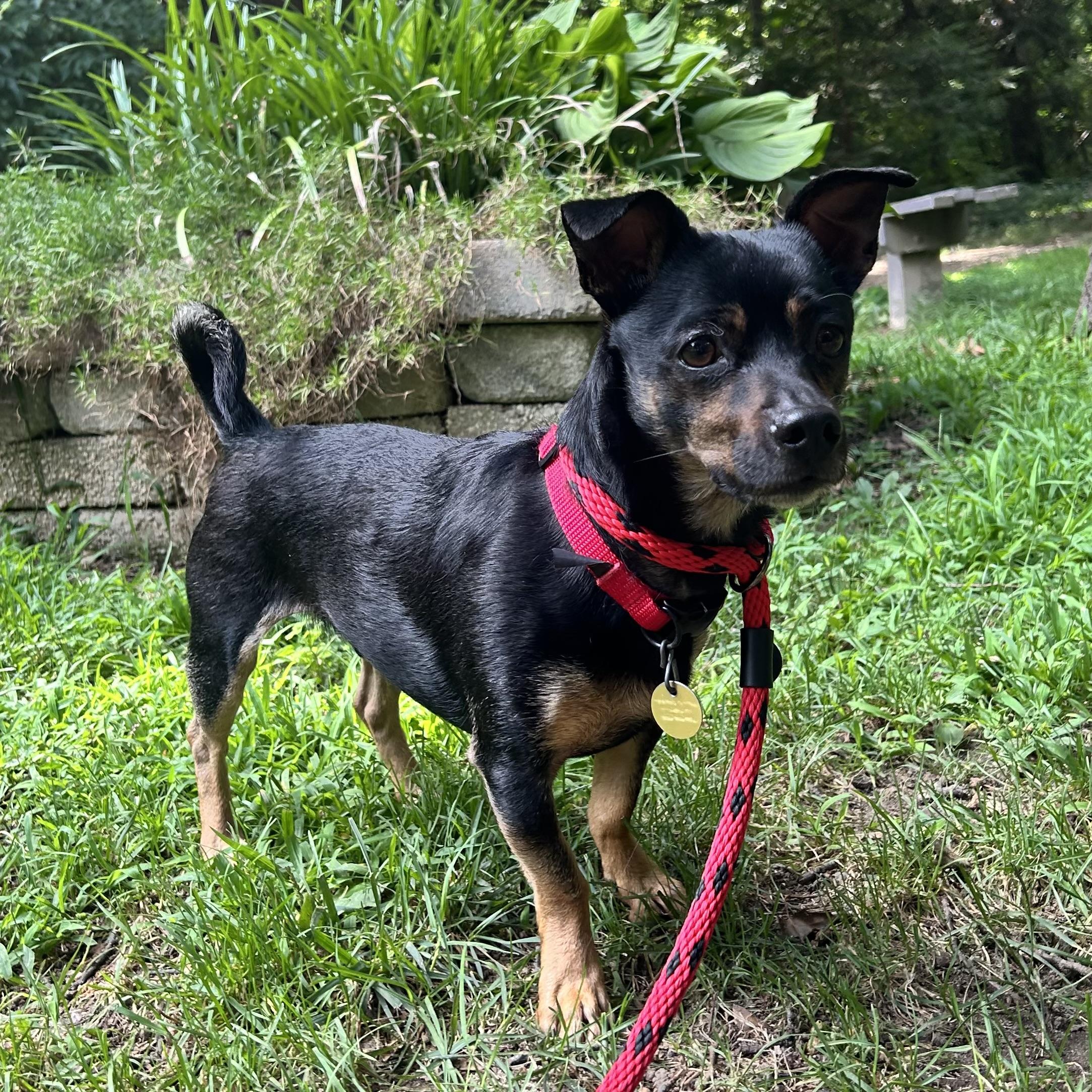 Buster, adopted, Adult Male Chihuahua.