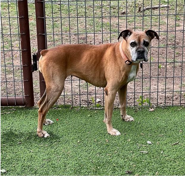 Lucy, ADOPTABLE, Adult Female Boxer.