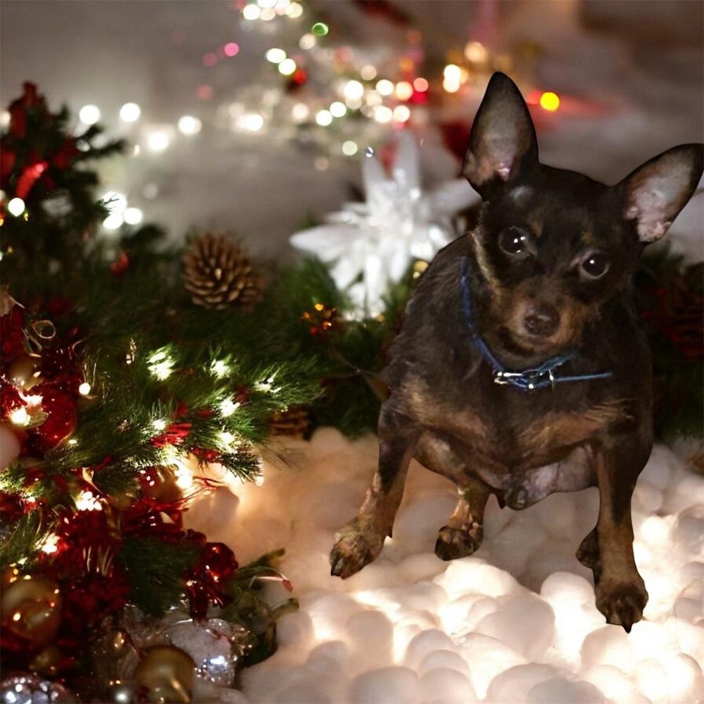 Gadget, Adoptable, Adult Male Miniature Pinscher.