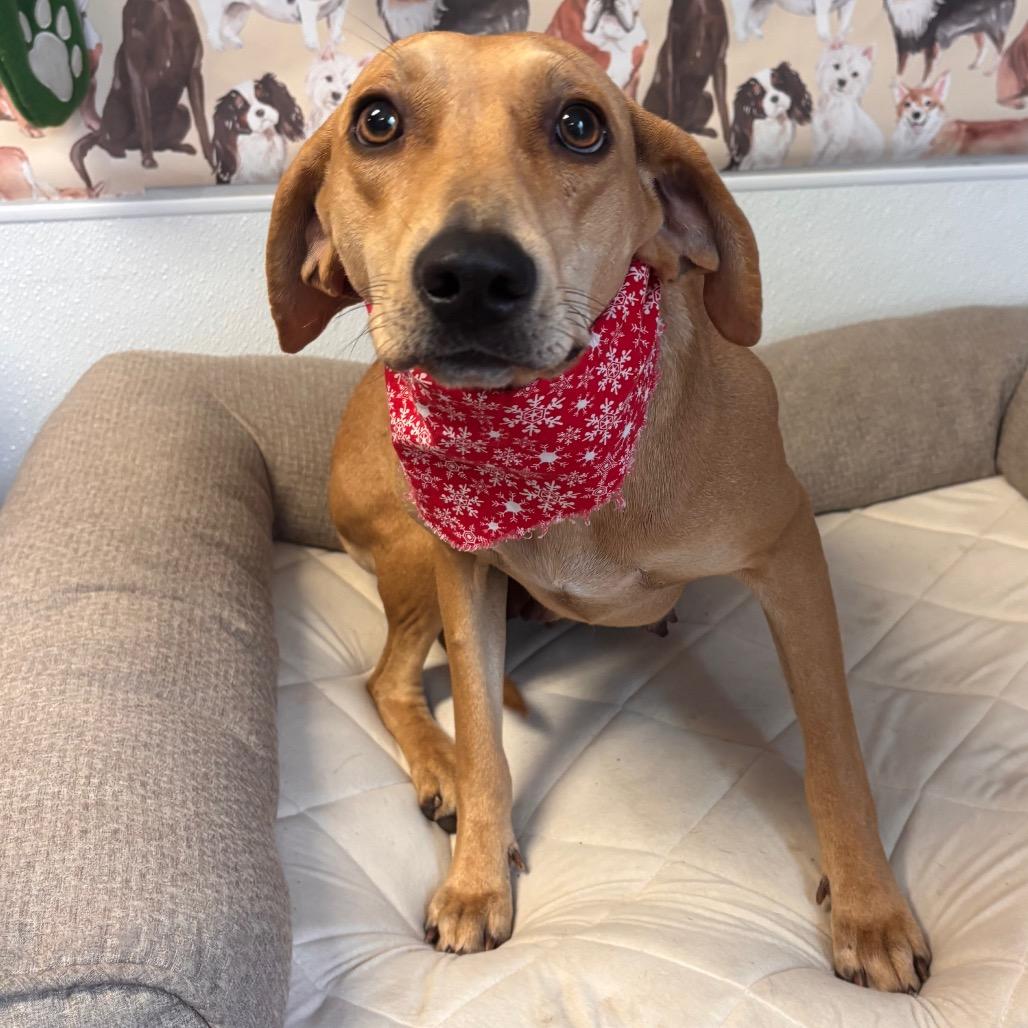 Tinker, Adoptable, Young Female Hound & Mixed Breed.