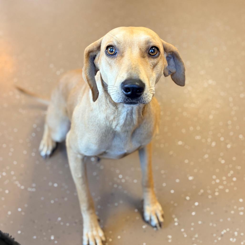 Enlarge Tinker, a Adoptable mixed breed in Belleville, IL image 2/6