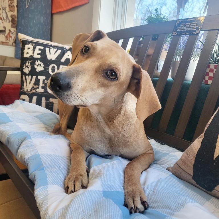 Enlarge Tinker, a Adoptable mixed breed in Belleville, IL image 3/6