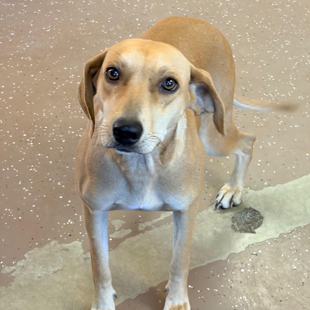 Enlarge Tinker, a Adoptable mixed breed in Belleville, IL image 4/6