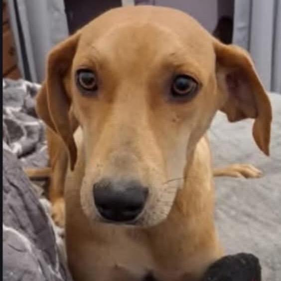 Enlarge Tinker, a Adoptable mixed breed in Belleville, IL image 5/6