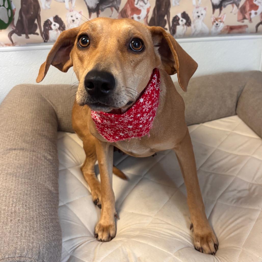 Enlarge Tinker, a Adoptable mixed breed in Belleville, IL image 6/6