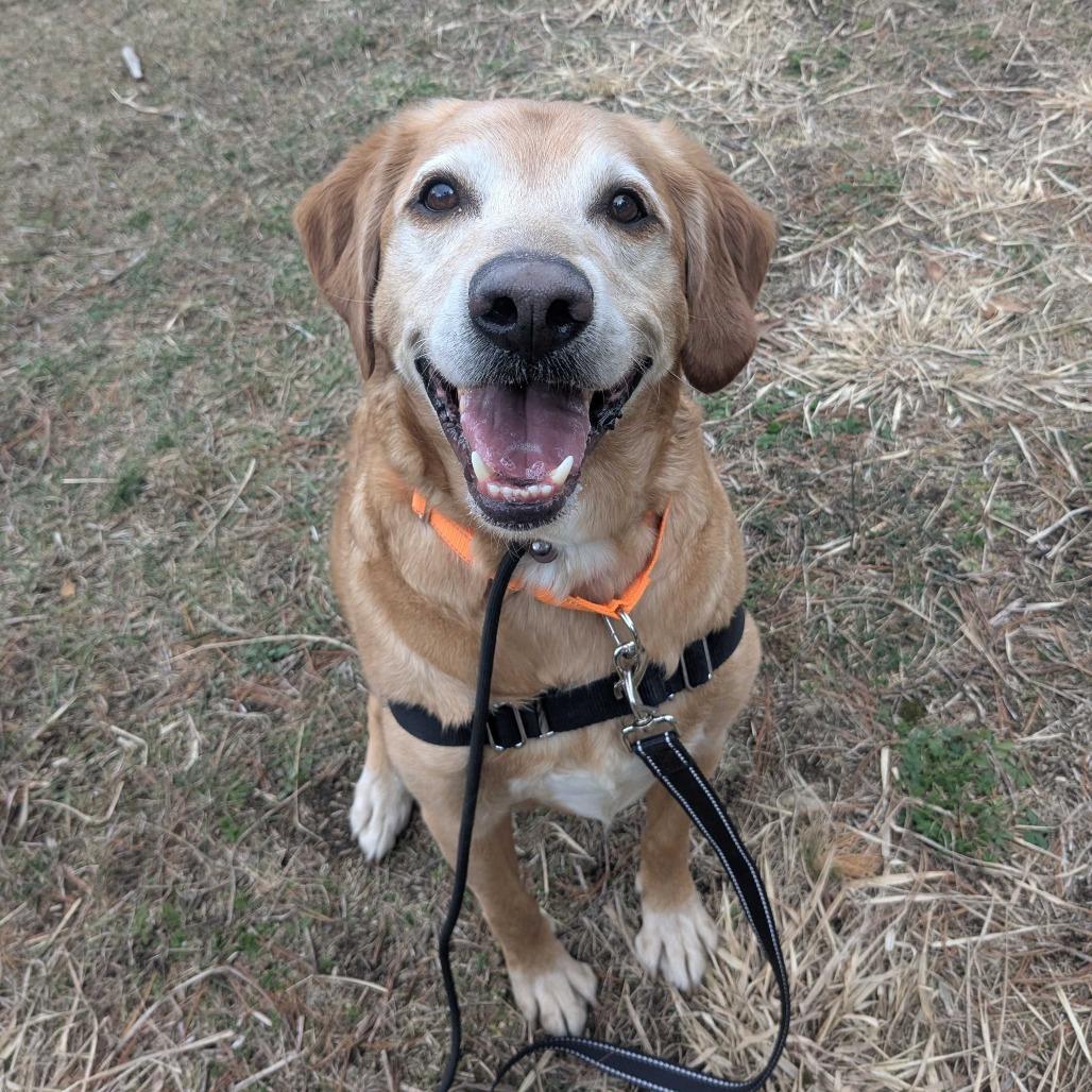 Enlarge Buddy, a Adoptable mixed breed in Concord, NH image 1/2