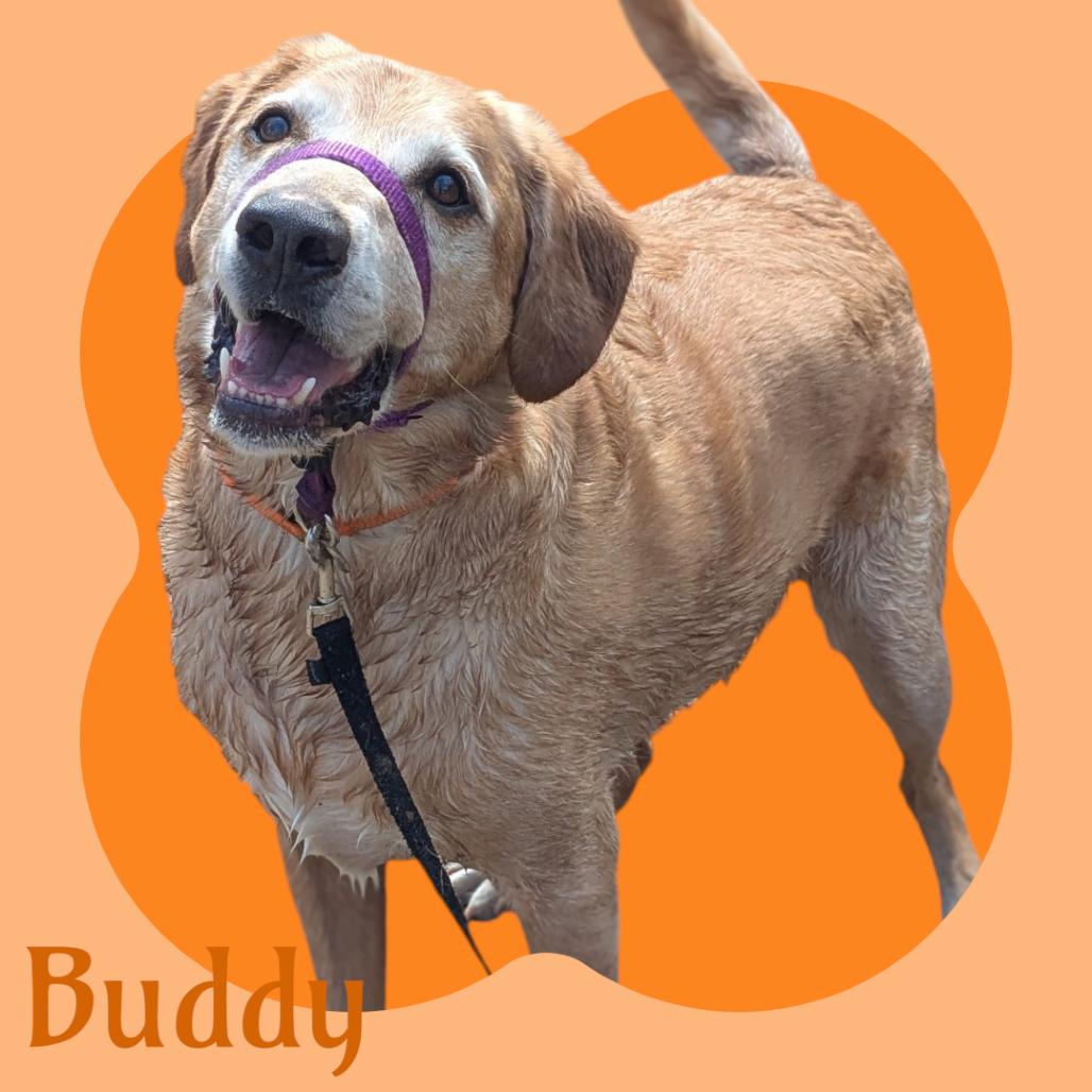 Enlarge Buddy, a Adoptable mixed breed in Concord, NH image 2/2