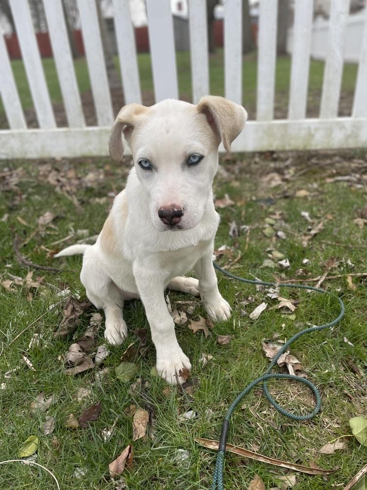 Enlarge One Piece Litter - Portgas D. Ace, a Adoptable mixed breed in Columbus, OH image 1/6